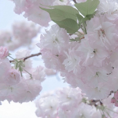 Furry创作素材整理福瑞群